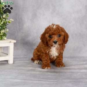 Tucker F1B, Cavapoo Puppy